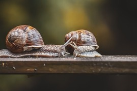 snail-ga39436c8a_1920